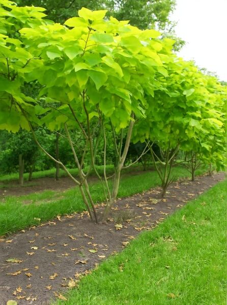 Gold-Trompetenbaum (Catalpa bignonioides 'Aurea') mehrstämmig, ca. 350–400 cm, mit gelbgrünem Laub und mehreren Stämmen.