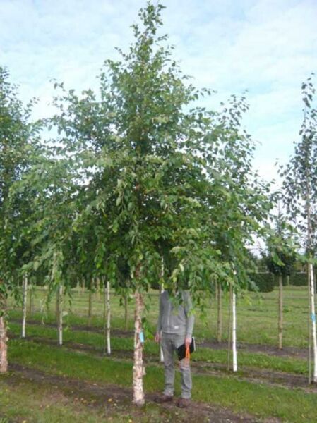 Betula nigra (Schwarz-Birke, Fluss-Birke) Hochstamm 35–40 StU mit Drahtballen, Laubkrone und Stamm sichtbar