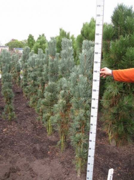 Pinus sylvestris 'Fastigiata' / Säulen-Kiefer 150-175 cm m. Db., säulenförmige Kiefer mit blaugrünen Nadeln im Feldbestand.