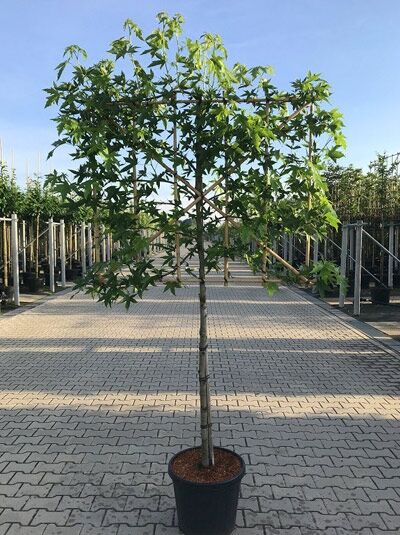 Liquidambar styraciflua 'Worplesdon' / Amberbaum Halbstamm-Spalier im Container, Stamm 110 cm, Krone am Spaliergerüst.