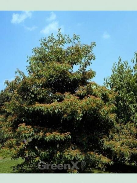 Cornus alternifolia / Wechselblättriger Hartriegel