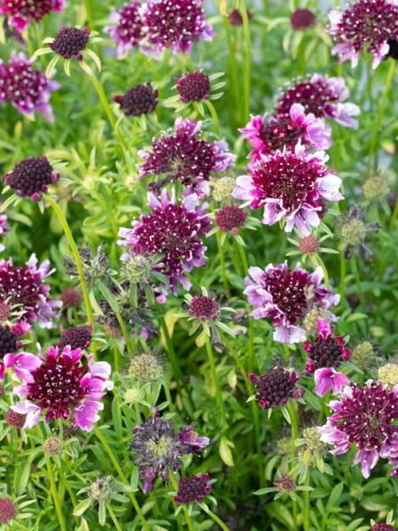 Scabiosa atropurpurea 'Barocca' / Samt-Grindkraut 'Barocca' mit dunkelpurpurnen Blütenköpfen und zartrosa Blütenrand