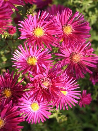 Rauhblatt-Aster 'Septemberrubin' - Aster novae-angliae 'Septemberrubin'