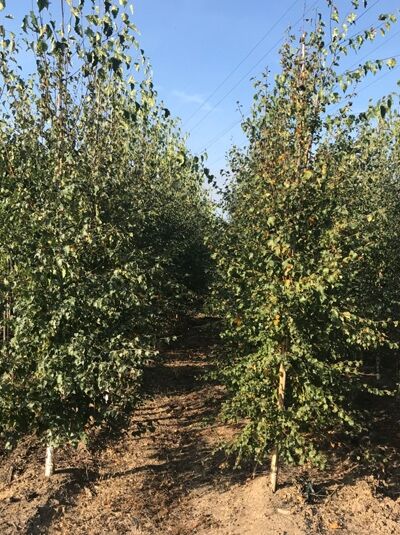 Sand-Birke (Betula pendula) 250–300 cm mit Db., mehrstämmige Jungbäume in Reihe, dicht belaubt mit grün-gelben Blättern
