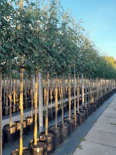 Sorbus aucuparia 'Edulis' – Mährische Eberesche, essbare Eberesche Hochstamm im Container, 12-14 StU, mit Stamm und Krone