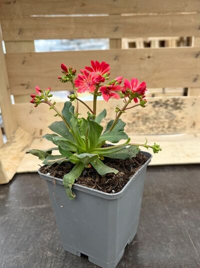 Bitterwurz &#039;Regenbogen&#039; / Lewisia cotyledon &#039;Regenbogen&#039;