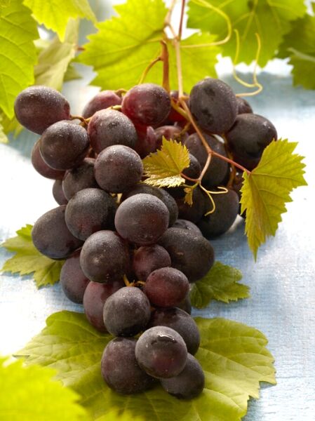 Weintraube &#039;Glenora&#039; / Vitis &#039;Glenora blau&#039;