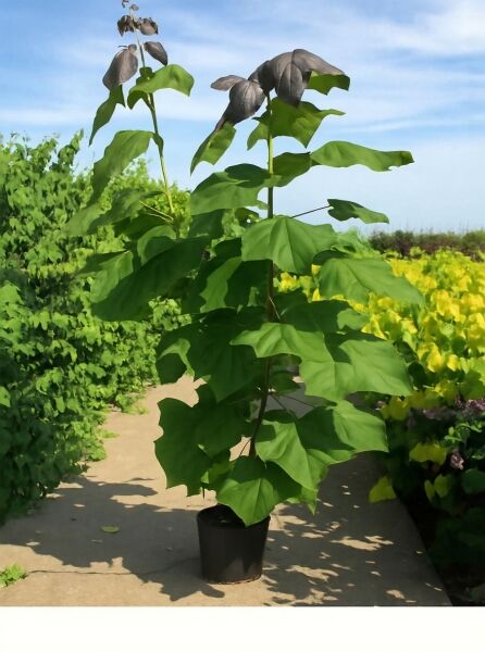 Blut-Trompetenbaum (Catalpa erubescens 'Purpurea') 175-200 cm im Topf C20, junger Baum mit großen grünen Blättern und purpurnem Austrieb.