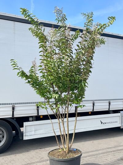 Kräuselmyrte ‘Sarah's Favorite’ 250-275 cm / Lagerstroemia indica ‘Sarah's Favorite’ 250-275 cm Schirmform (1577337)