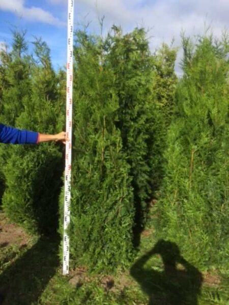 Riesen-Lebensbaum 'Atrovirens' / Riesen-Lebensbaum 'Atrovirens'