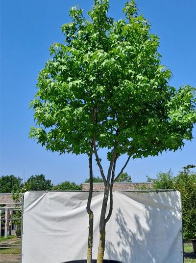 Amerikanischer Amberbaum 400-450 cm &#039;mehrstämmig&#039; (719650) / Liquidambar styraciflua