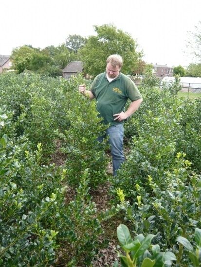 Europäische Stechpalme (Ilex aquifolium) 'J. C. van Tol' 125-150 cm m. B., aufrecht wachsender Strauch mit glänzenden Blättern