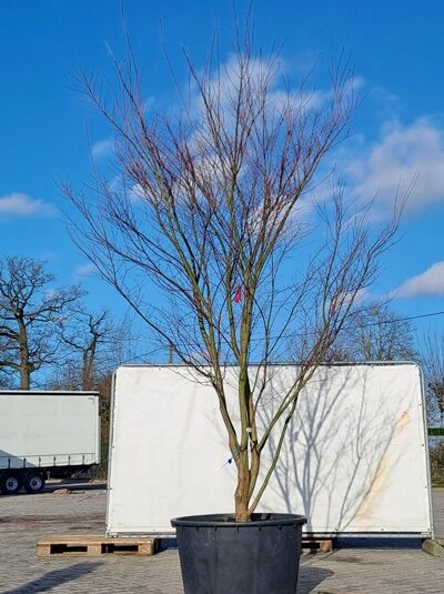 Fächer-Ahorn / Japanischer Ahorn  / Acer palmatum 300 - 350cm hoch (874638)