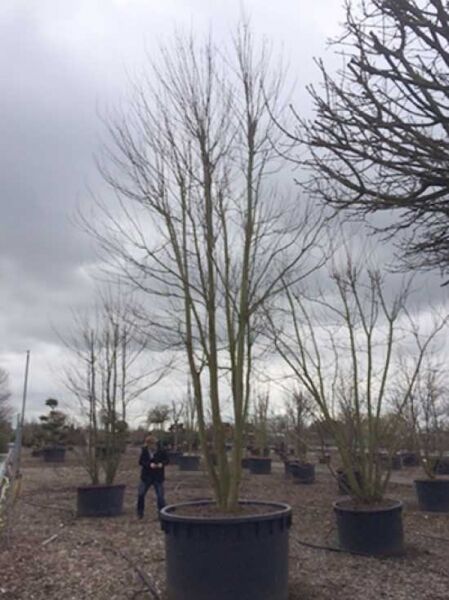 Acer saccharinum (Silber-Ahorn) 600–700 cm C350, mehrstämmiger Laubbaum ohne Laub im großen Container in der Baumschule.