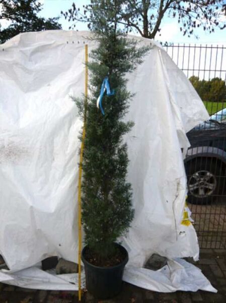 Arizona-Zypresse / Arizona-Zypresse