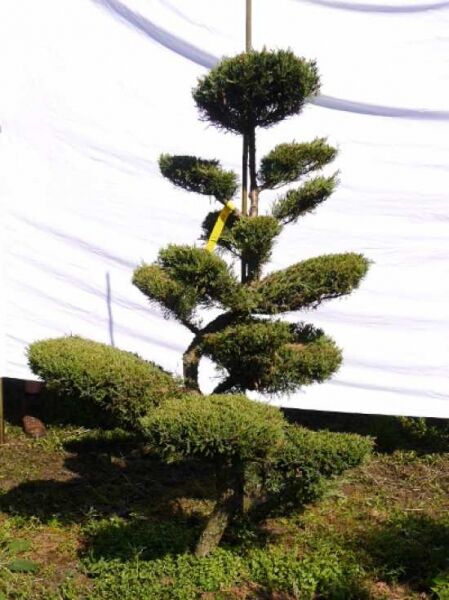 Garten-Bonsai Juniperus media 'Hetzii' (Sadebaum), ca. 170 cm hoch, 110 cm breit, mit mehrstöckig geschnittenen, dichten Polstern.