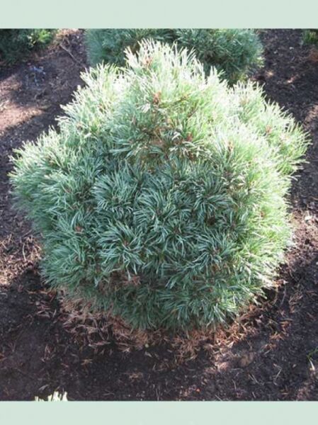 Pinus sylvestris 'Frensham' / Wald-Kiefer 'Frensham'