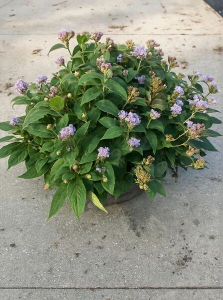 Japanische Zwerg-Hortensie (Hydrangea involucrata) 60–80 cm C20, kompakter Strauch im Topf mit grünen Blättern und lilafarbenen Blütenständen