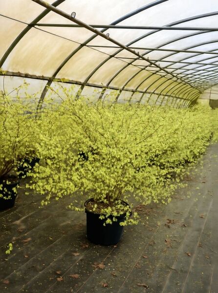 Corylopsis pauciflora (Glockenhasel/Schlüsselblumenstrauch), Solitär 125-150 cm breit, im Topf C50 mit gelben Blüten.