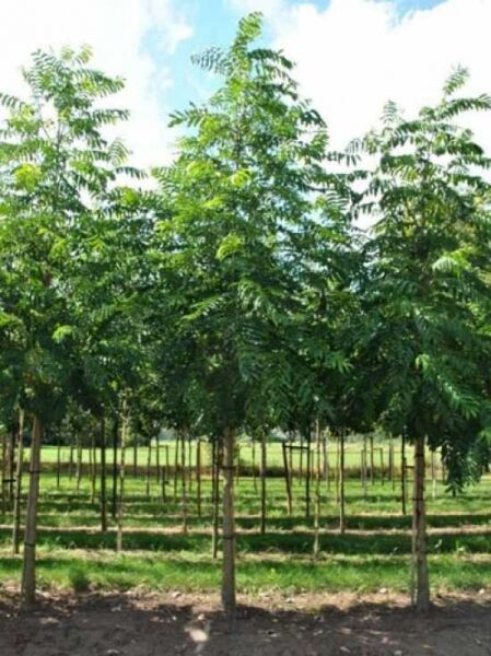 Flügelnuss / Flügelnuss