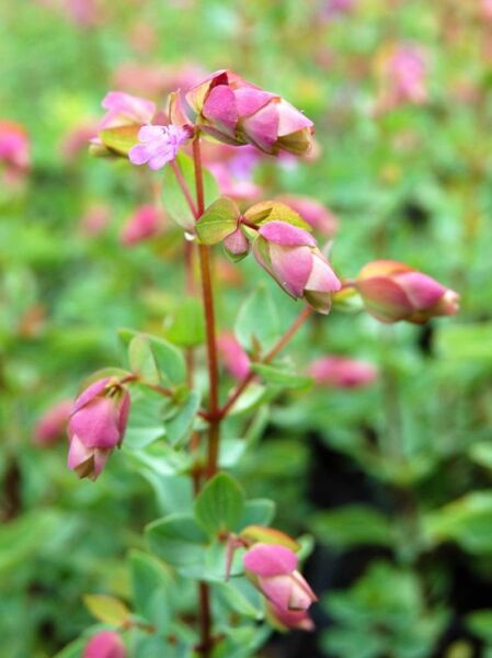 Origanum amanum Bristol Cross  /