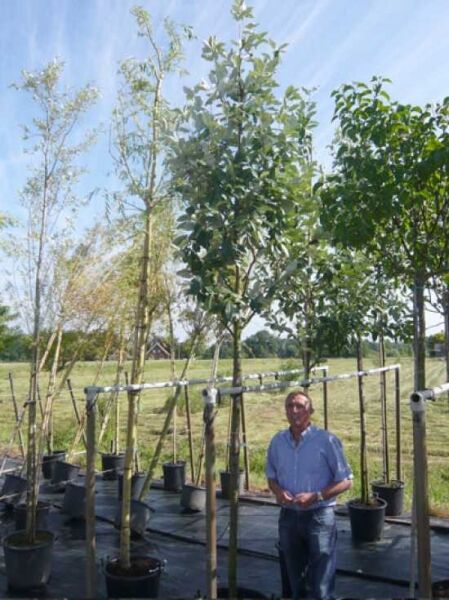 Sorbus aria 'Magnifica' / Mehlbeere 'Magnifica'