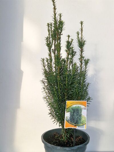 Taxus baccata 'Overeynderi' / Kegel-Eibe 40-60 cm C4, aufrecht wachsend im Topf mit schmalen, dunkelgrünen Nadeln.