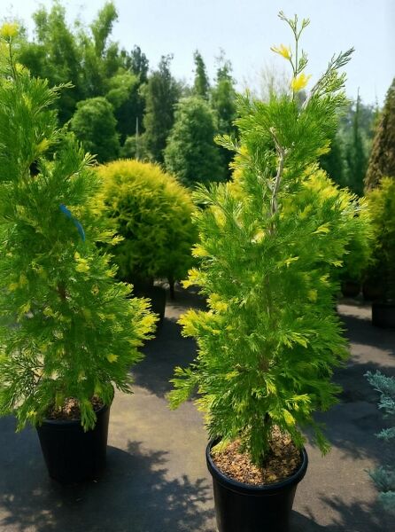 Goldgelbe Kalifornische Flusszeder (Calocedrus decurrens 'Aureovariegata') im Topf, gelb-grün panaschierte Nadeln, 125–150 cm, C25
