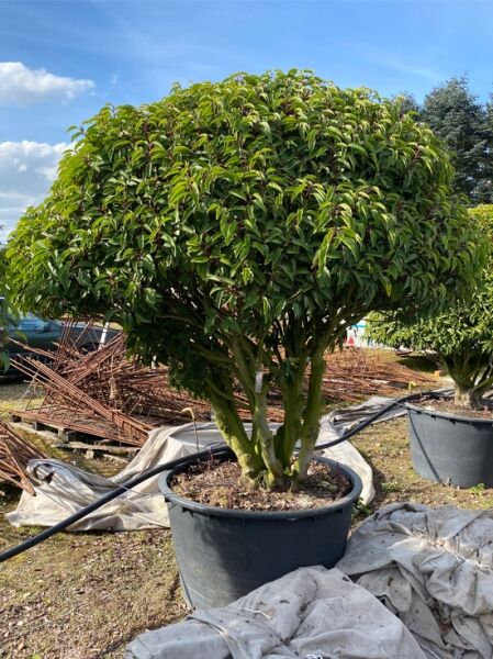 Prunus lusitanica 'Angustifolia' / Portugiesischer Kirschlorbeer 'Angustifolia' Schirm, C290, 150–200 cm, 190x175 cm