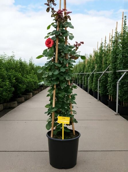 Kletterrose Rosa 'Santana' mit roten Blüten am Spalier, 175-200 cm, C20 Containerpflanze