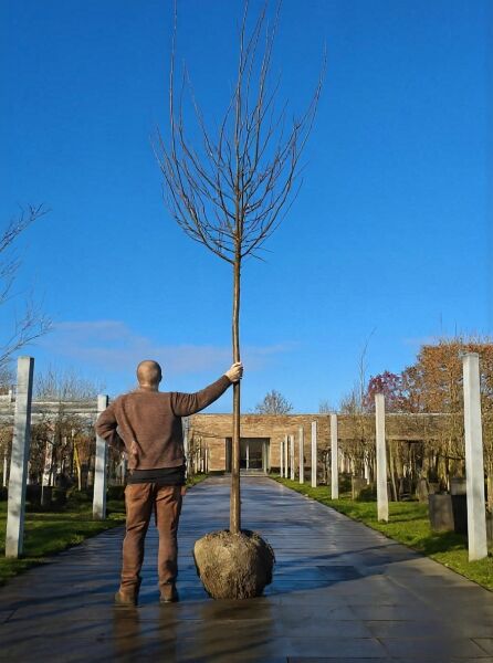 Prunus domestica 'Opal' / Pflaume 'Opal' Hochstamm 18-20 StU mit Drahtballen, laubfreier Baum mit Ballenware