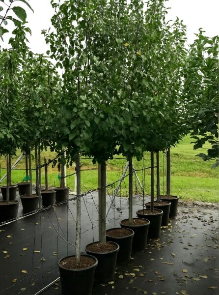 Prunus domestica 'The Czar' / Pflaume 'The Czar', Halbstamm 14-16 StU im Container, Obstbaum mit belaubter Krone im Topf.