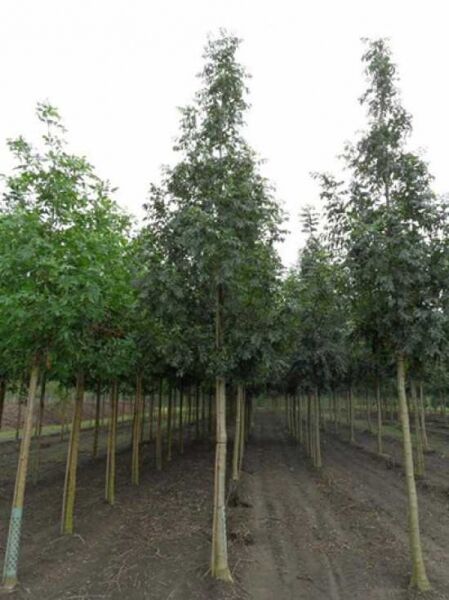Nichtfruchtende Straßen-Esche 'Westhof's Glorie' / Fraxinus excelsior 'Westhof's Glorie'
