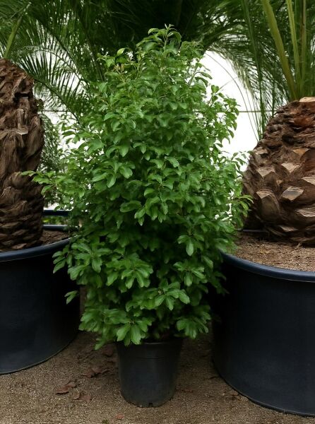 Kampferbaum (Cinnamomum camphora) im Topf, kompakt verzweigt mit dichtem, grünem Laub, 200–250 cm, C35.