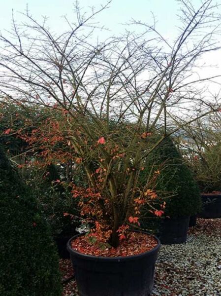 Euonymus alatus (Geflügeltes Pfaffenhütchen) Solitär 175–200 cm im Container C200, mehrtriebiger Strauch mit Herbstlaub.