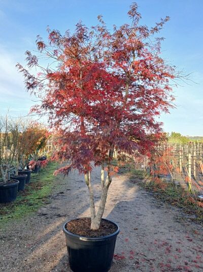 Japanischer Schlitz-Ahorn Acer palmatum 'Dissectum Flavescens', mehrstämmiger Baum im Topf, 250-300 cm, C180, mit rot gefärbtem Laub