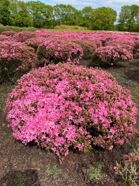 Rhododendron obtusum 'Diamant' rosa -lebender Stein- 100-120 cm breit x 50-60 cm hoch / Japanische Azalee 'Diamant' rosa Nr. 1423