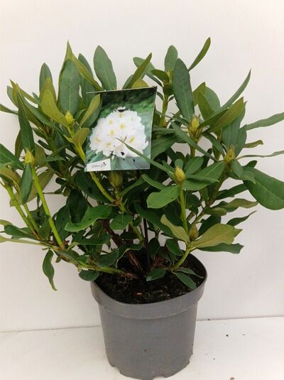 Rhododendron Hybride 'INKARHO Cunningham's White' / Rhododendron 'INKARHO Cunningham's White' 30-40 cm C5 im Topf mit grünen Blättern