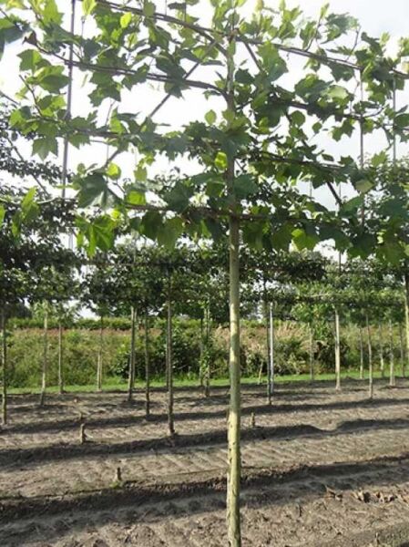 Platanus acerifolia / Platane Hochstamm-Spalier, Stamm mit geleiteter Krone am Spalierrahmen, belaubt.