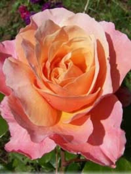 Rose 'Marie Curie' / Rose 'Marie Curie'