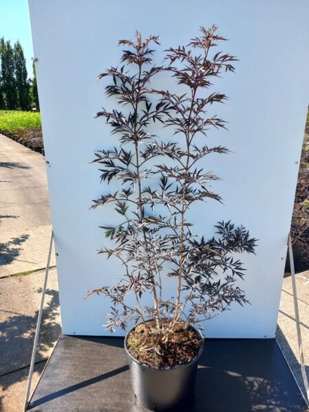 Schwarzer Holunder 'Cherry Lace' / Schwarzer Holunder 'Cherry Lace'