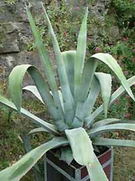 Agave americana / Amerikanische Agave