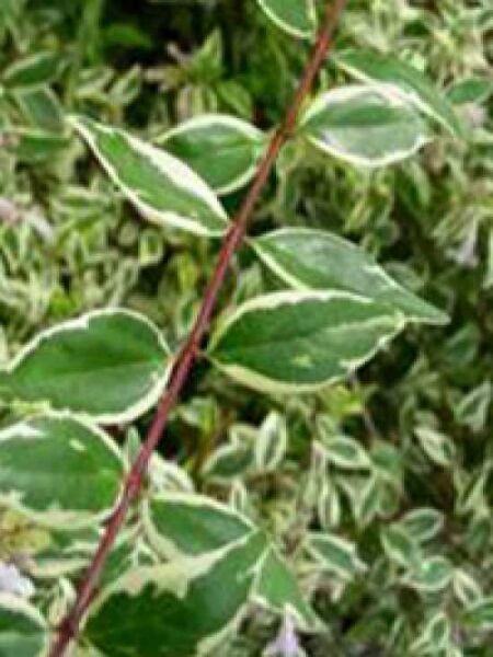 Großblumige Abelie 'Hopleys' / Abelia grandiflora 'Hopleys'