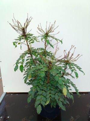 Trauben- Stechpalme / Oregon- Traube - Mahonia nitens 'Cabaret'