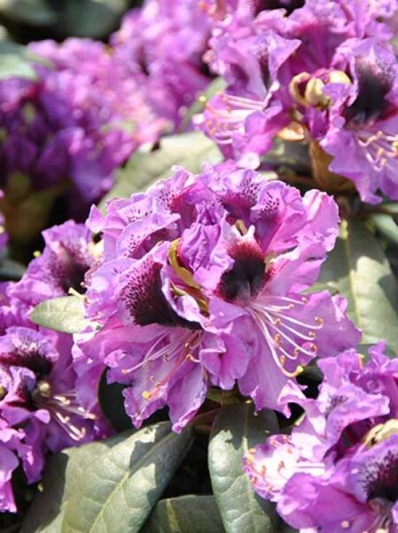 Rhododendron 'Blaue Jungs' / Rhododendron 'Blaue Jungs'