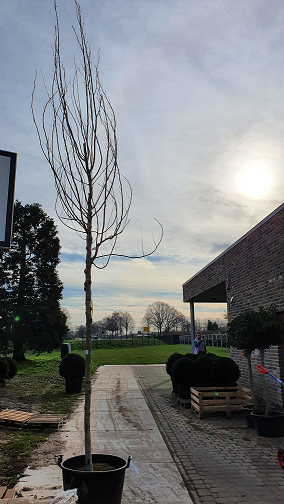 Weiß-Pappel 'Raket' (Populus alba 'Raket') Hochstamm 14-16 StU mit Drahtballen, schlanker Stamm mit aufrechten Trieben.