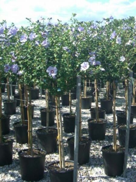 Garten-Eibisch 'Blue Bird' / Strauch-Eibisch 'Blue Bird' / Hibiscus syriacus 'Blue Bird'