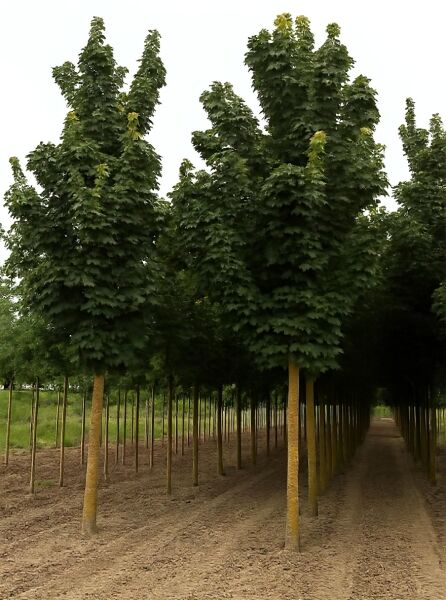 Spitz-Ahorn Acer platanoides 'Columnare', säulenförmiger Hochstamm mit schmaler Krone und grünem Laub in Baumschulreihe