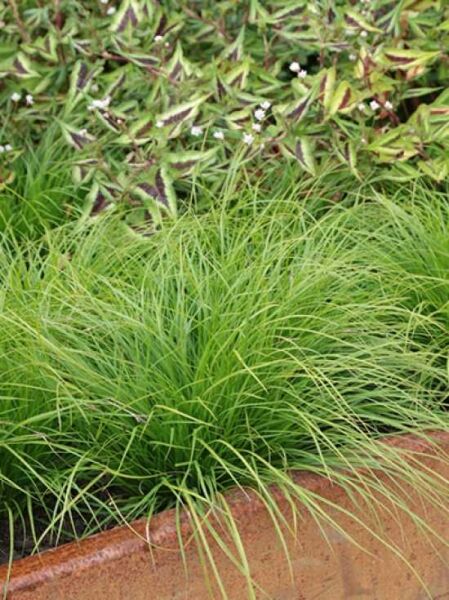 Carex montana / Berg-Segge