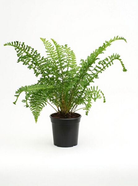 Gewellter-Goldschuppen-Farn Dryopteris affinis 'Cristata the King' C5 im schwarzen Topf mit grünen, gewellten Wedeln